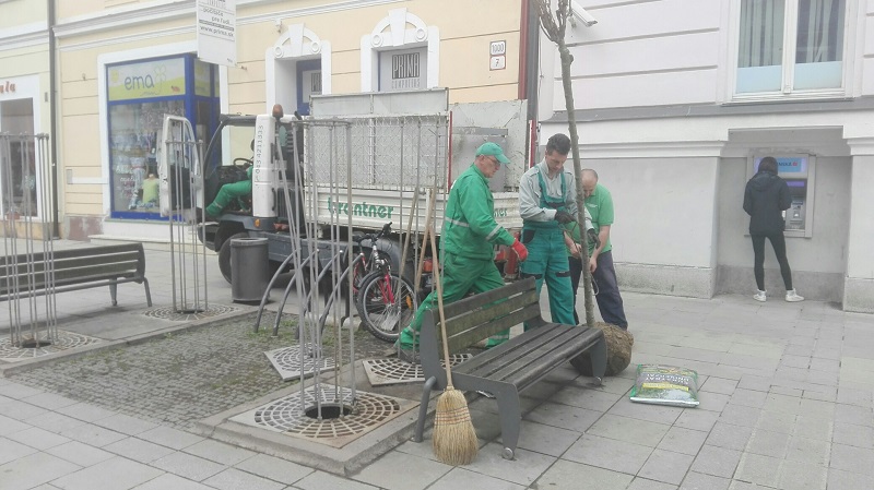 Výsadba čerešní na pešej zóne v Martine